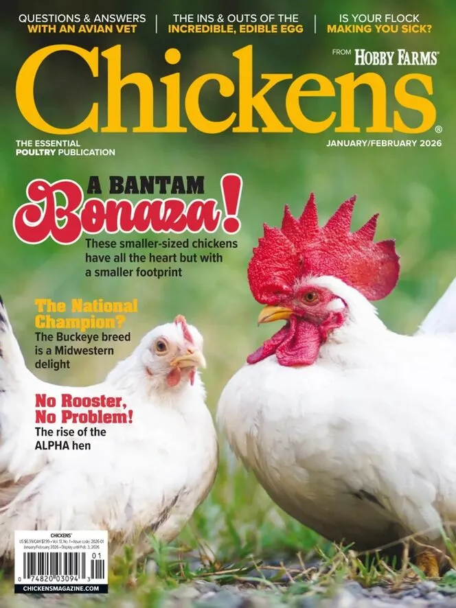 Chickens – January-February 2025