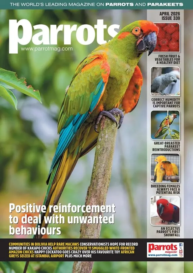 Parrots – April 2026