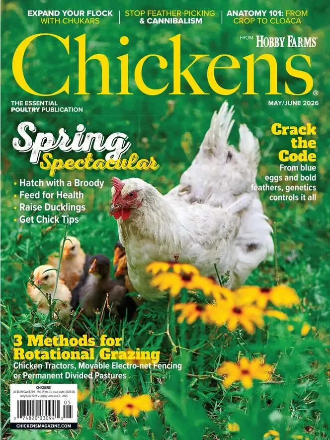 Chickens – May-June 2026