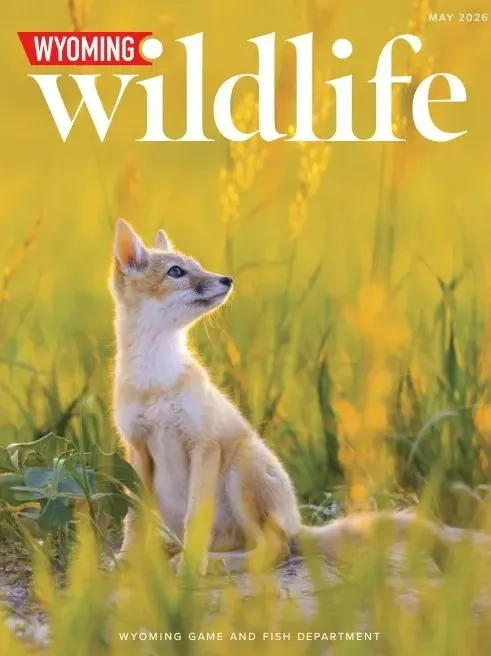 Wyoming Wildlife – May 2026