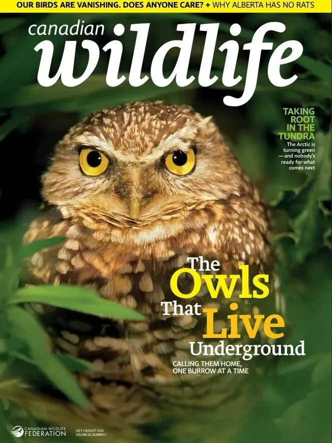 Canadian Wildlife – July-August 2026