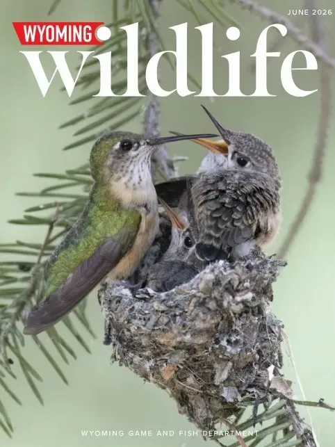 Wyoming Wildlife – June 2026